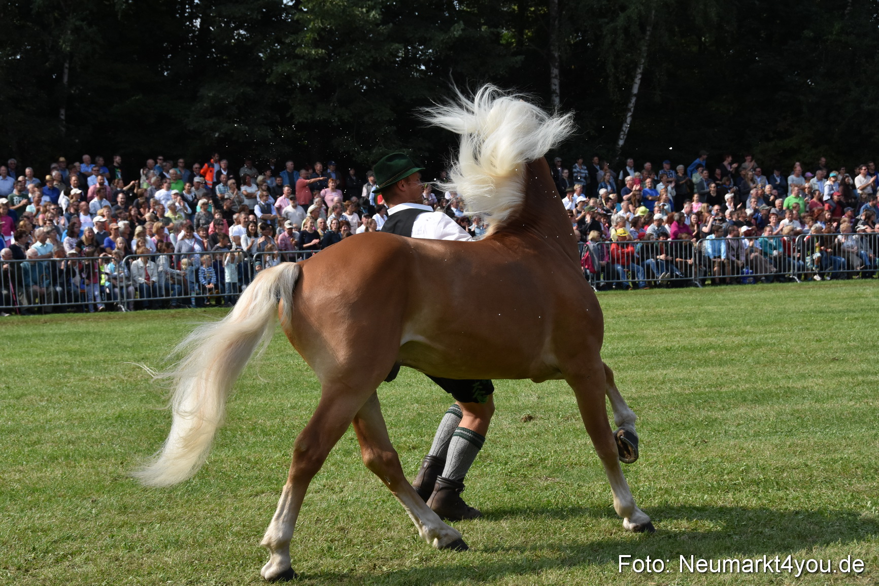 Pferde und Fohlenschau 2017 0175
