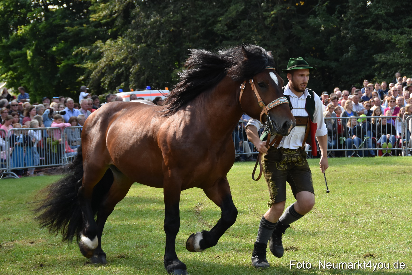 Pferde und Fohlenschau 2017 0177