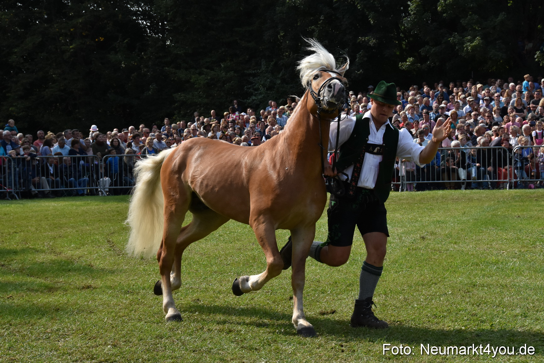 Pferde und Fohlenschau 2017 0179