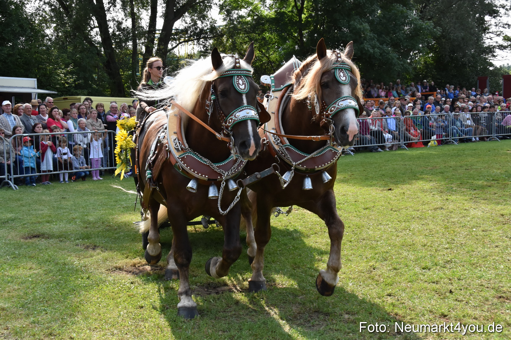 Pferde und Fohlenschau 2017 0180