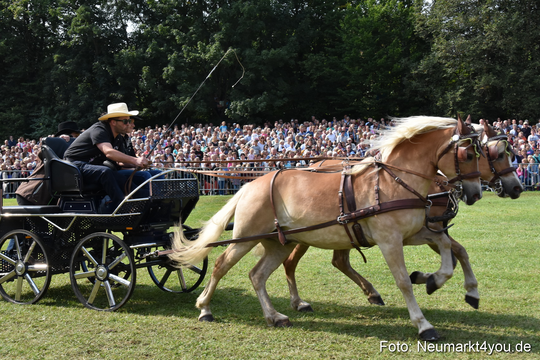 Pferde und Fohlenschau 2017 0204