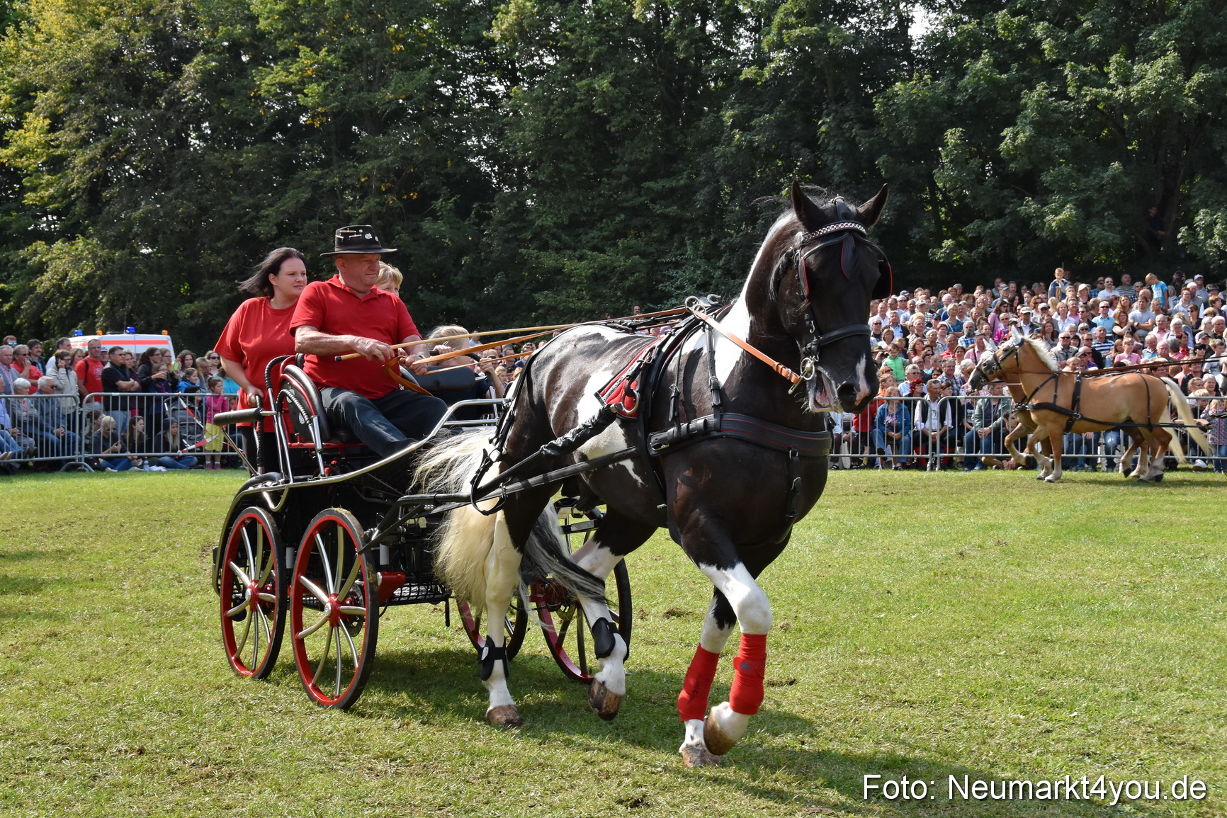 Pferde und Fohlenschau 2017 0219