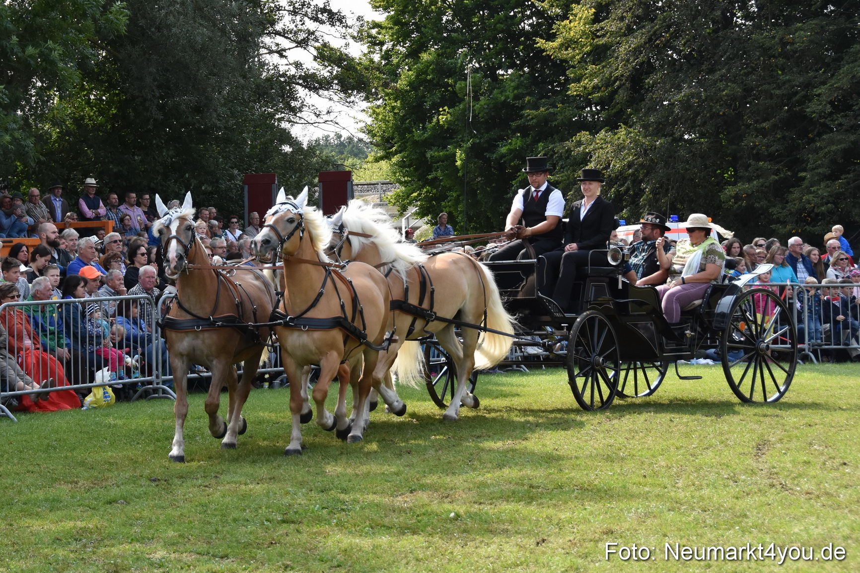 Pferde und Fohlenschau 2017 0220