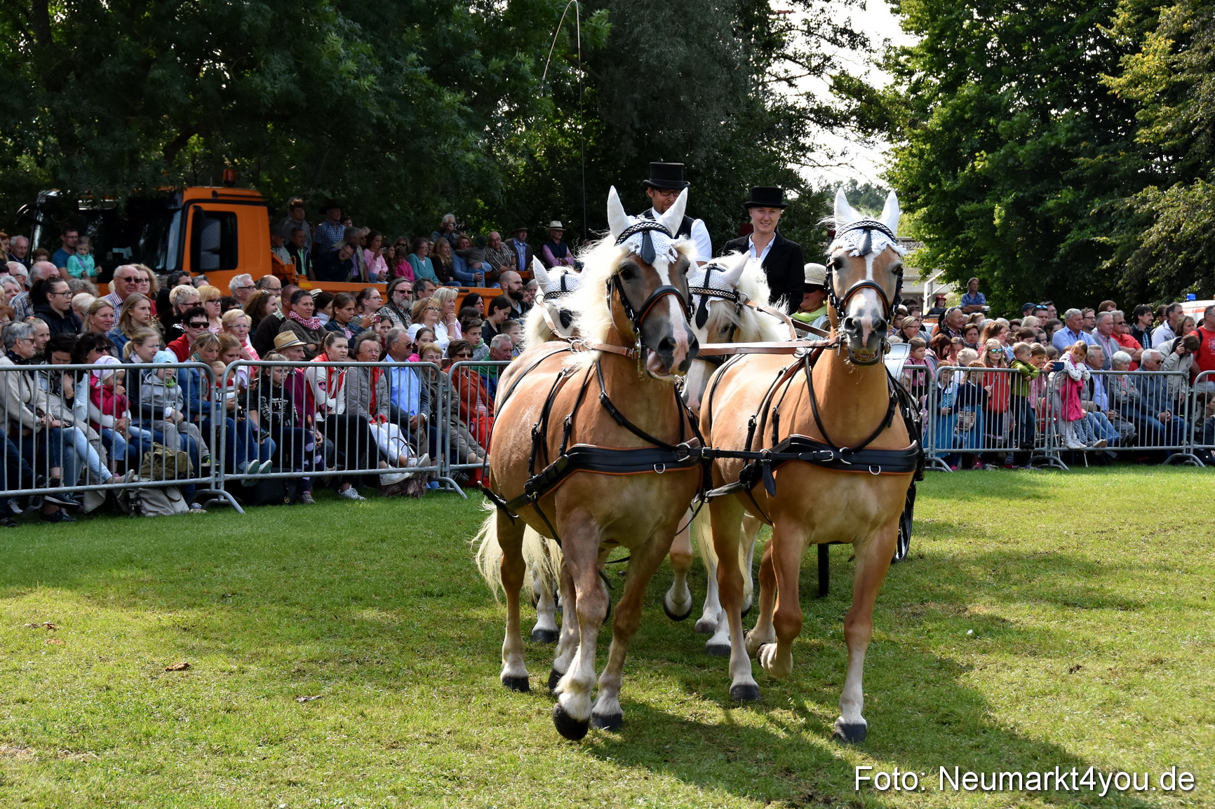 Pferde und Fohlenschau 2017 0221