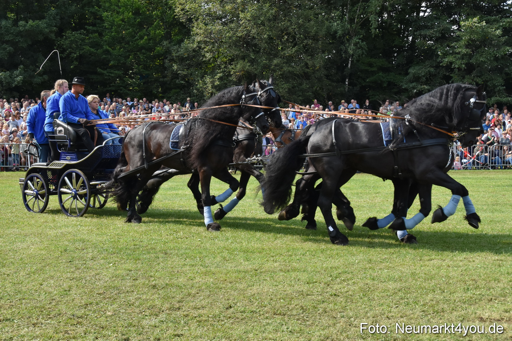 Pferde und Fohlenschau 2017 0222