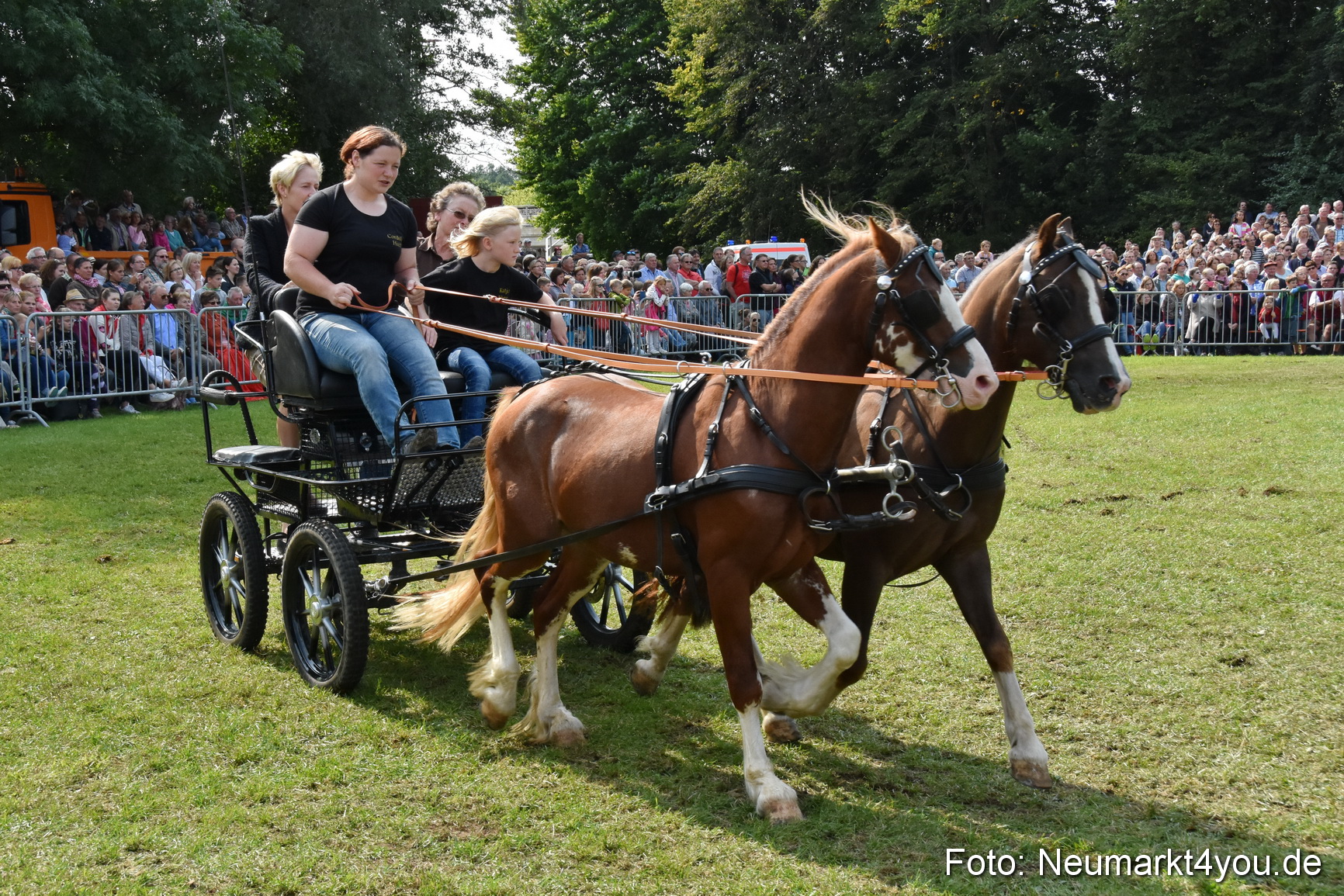 Pferde und Fohlenschau 2017 0223