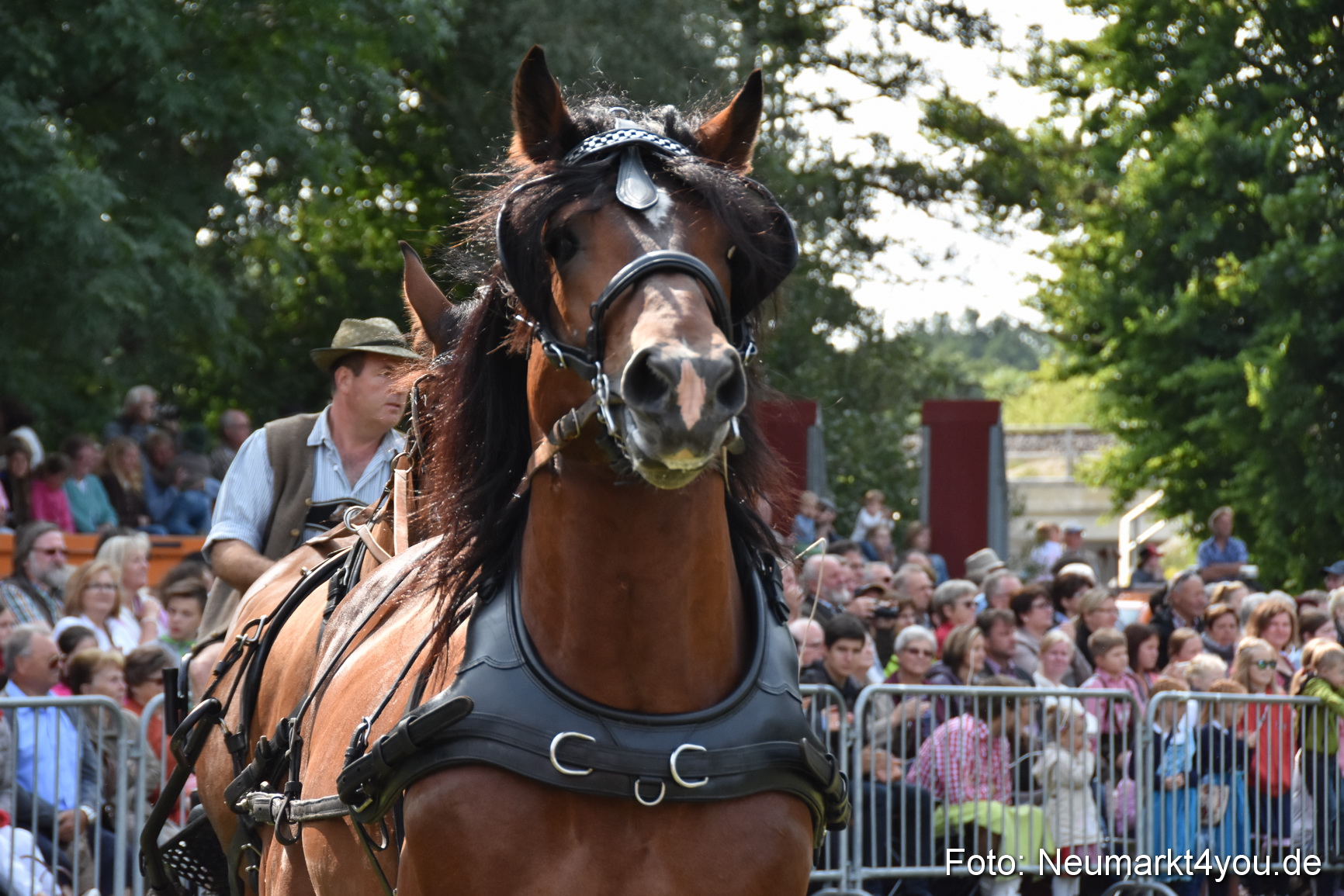 Pferde und Fohlenschau 2017 0225