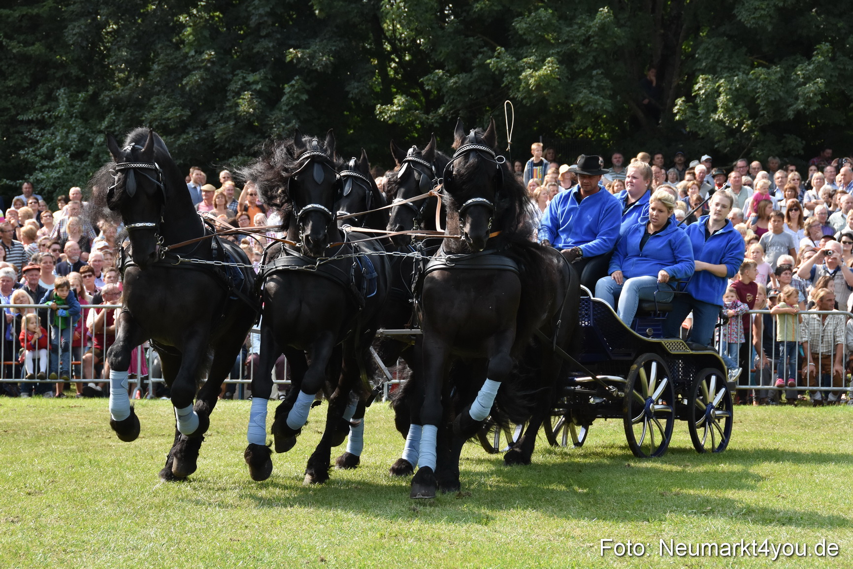 Pferde und Fohlenschau 2017 0227