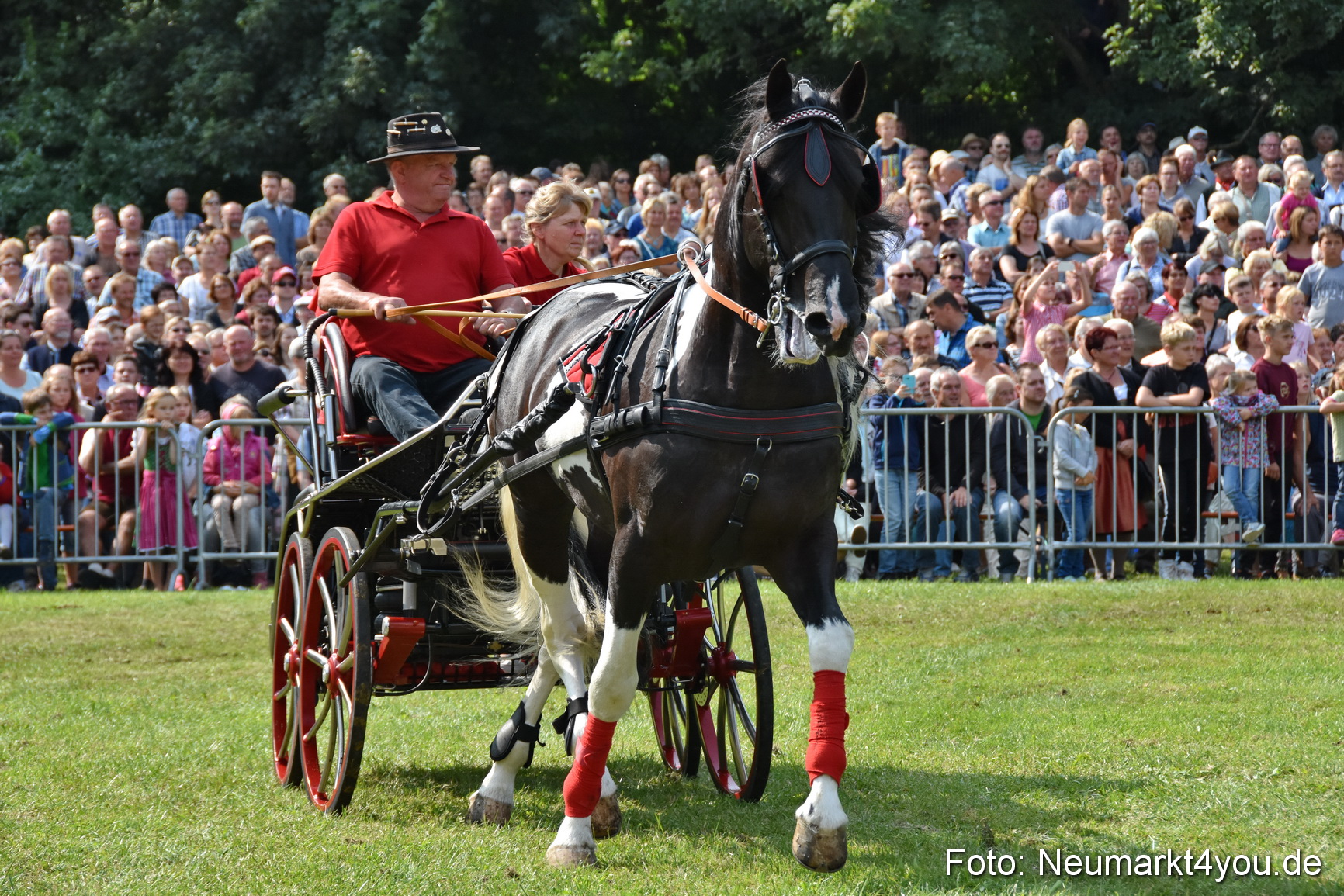 Pferde und Fohlenschau 2017 0229