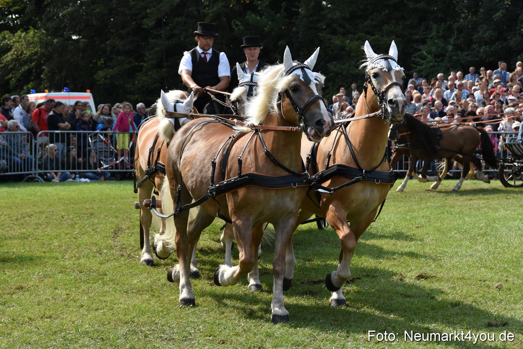 Pferde und Fohlenschau 2017 0230
