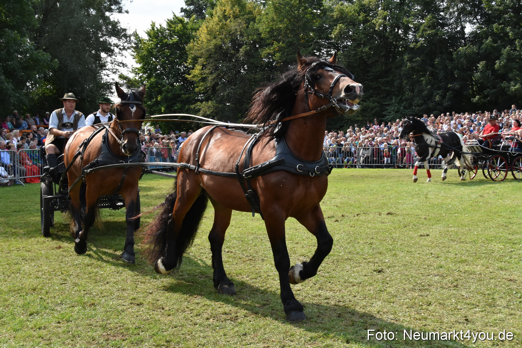 Pferde und Fohlenschau 2017 0233