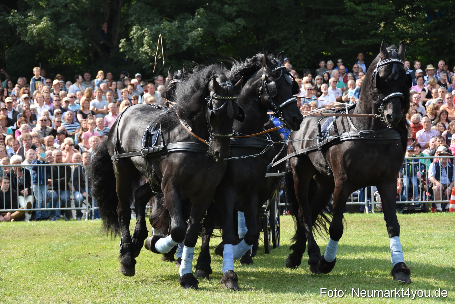Pferde und Fohlenschau 2017 0234