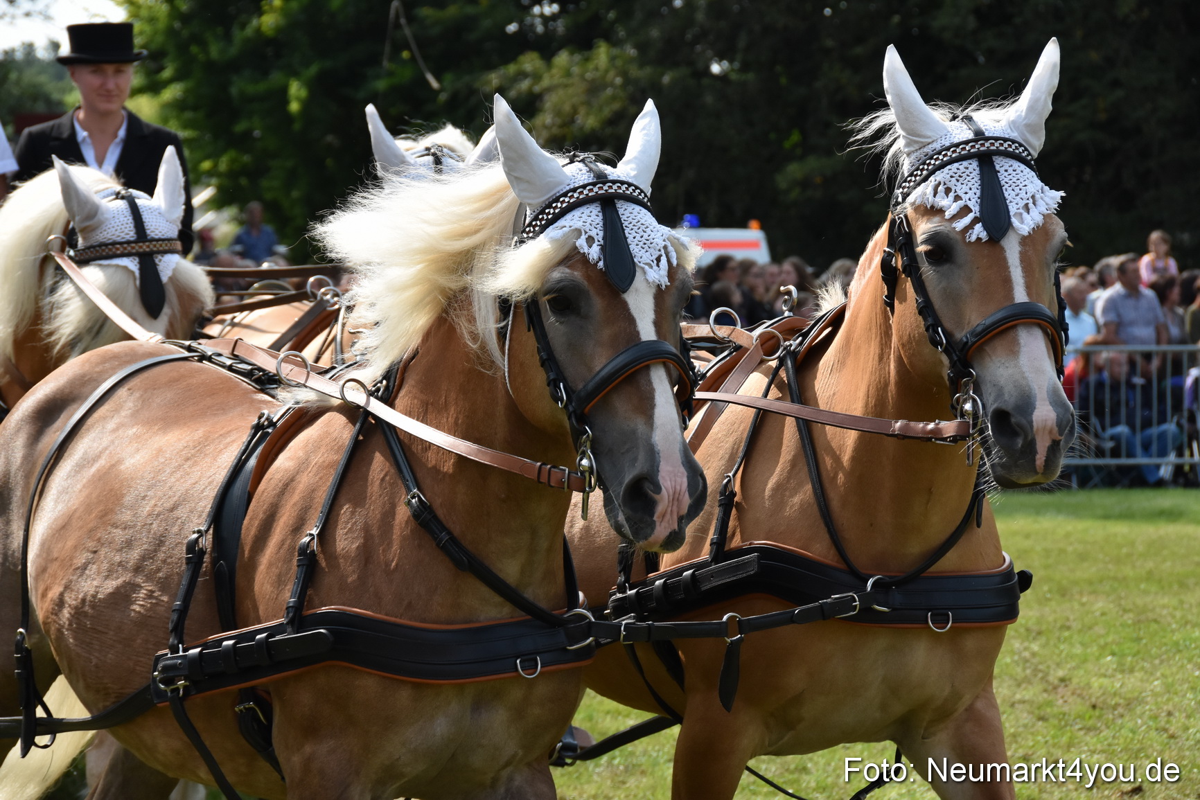 Pferde und Fohlenschau 2017 0235