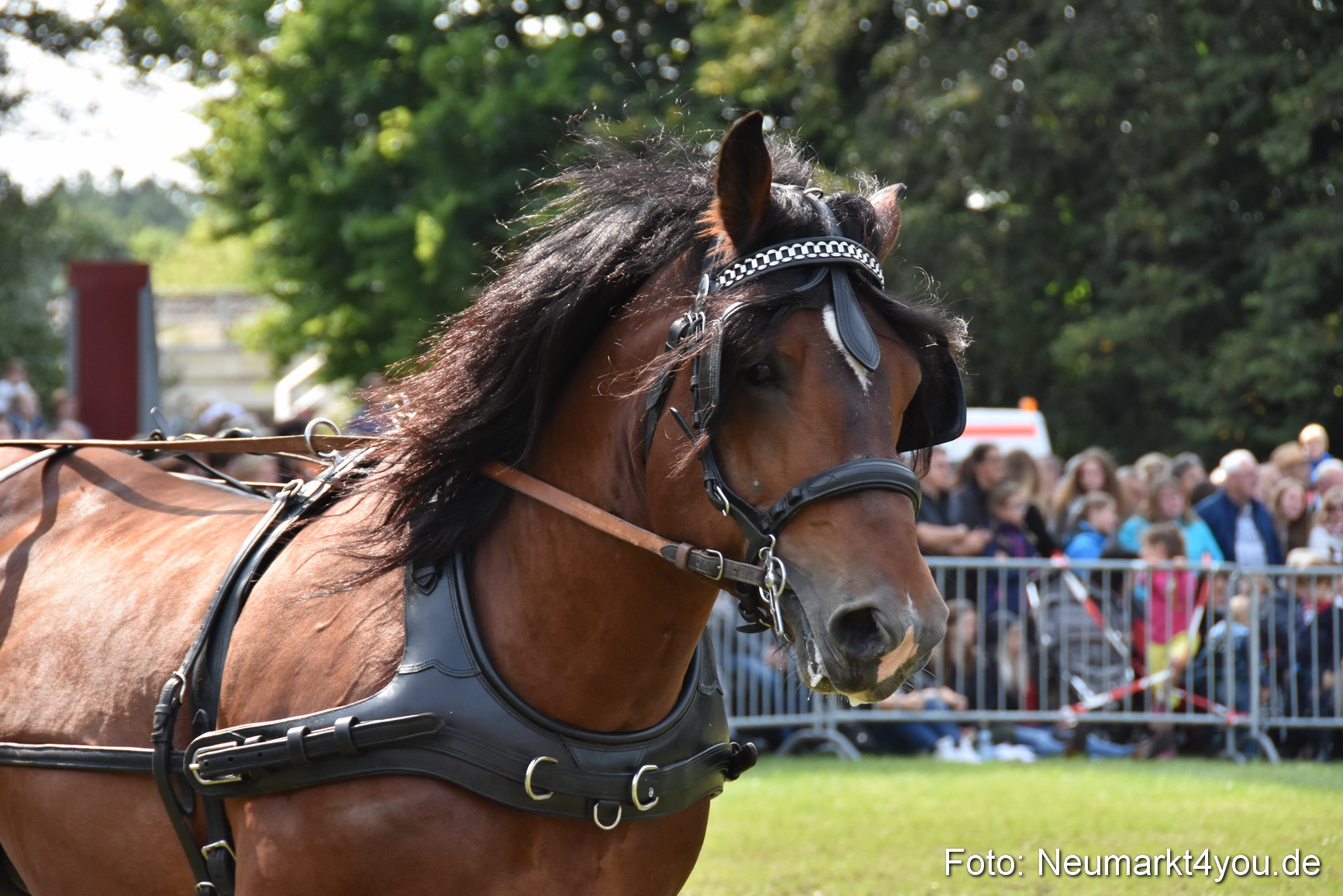 Pferde und Fohlenschau 2017 0236