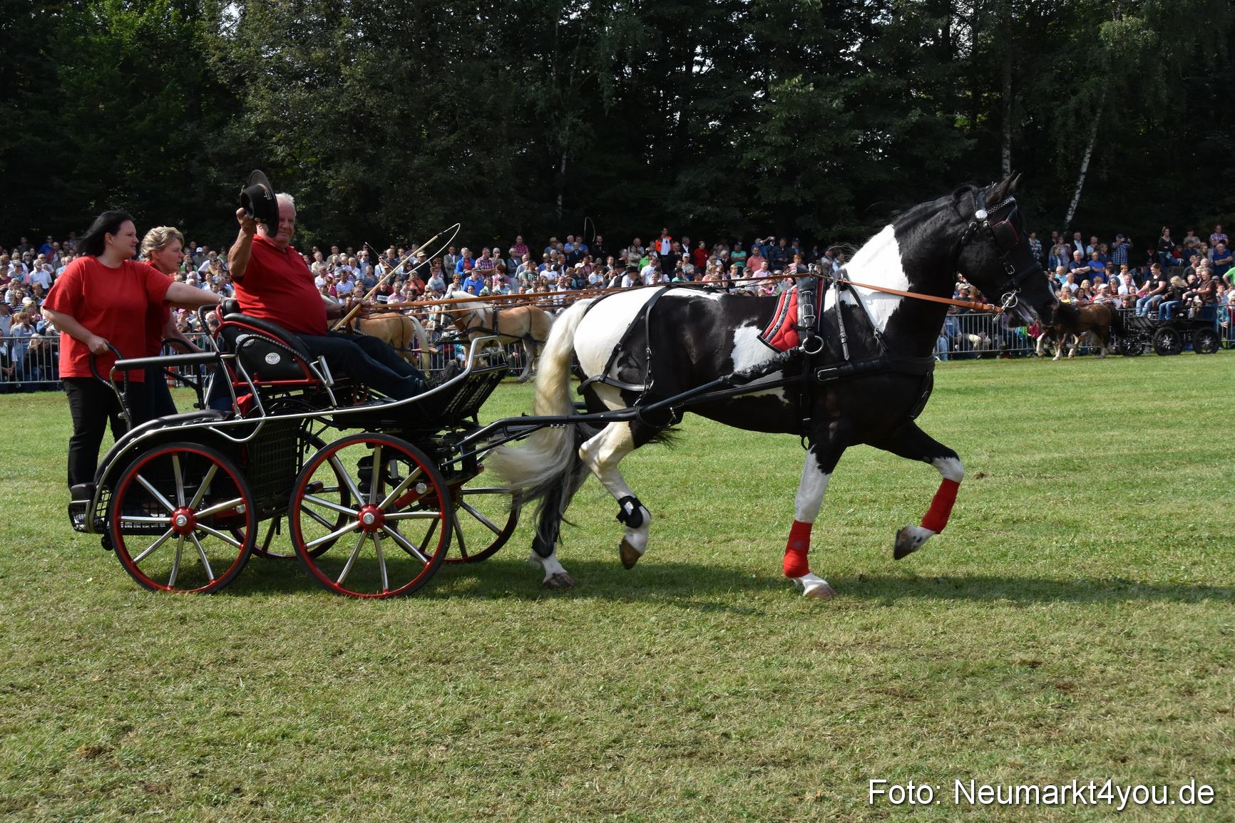 Pferde und Fohlenschau 2017 0238