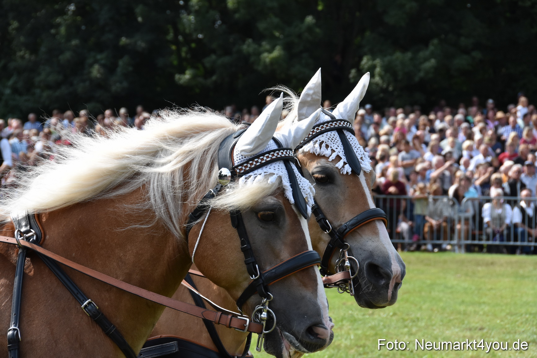 Pferde und Fohlenschau 2017 0239