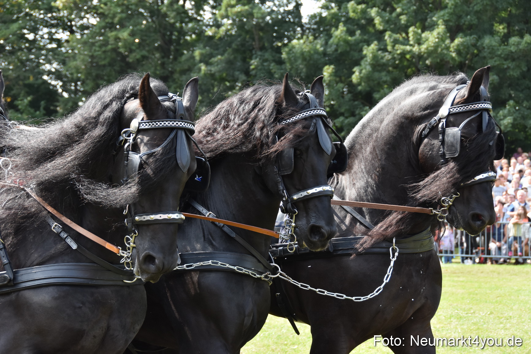 Pferde und Fohlenschau 2017 0241
