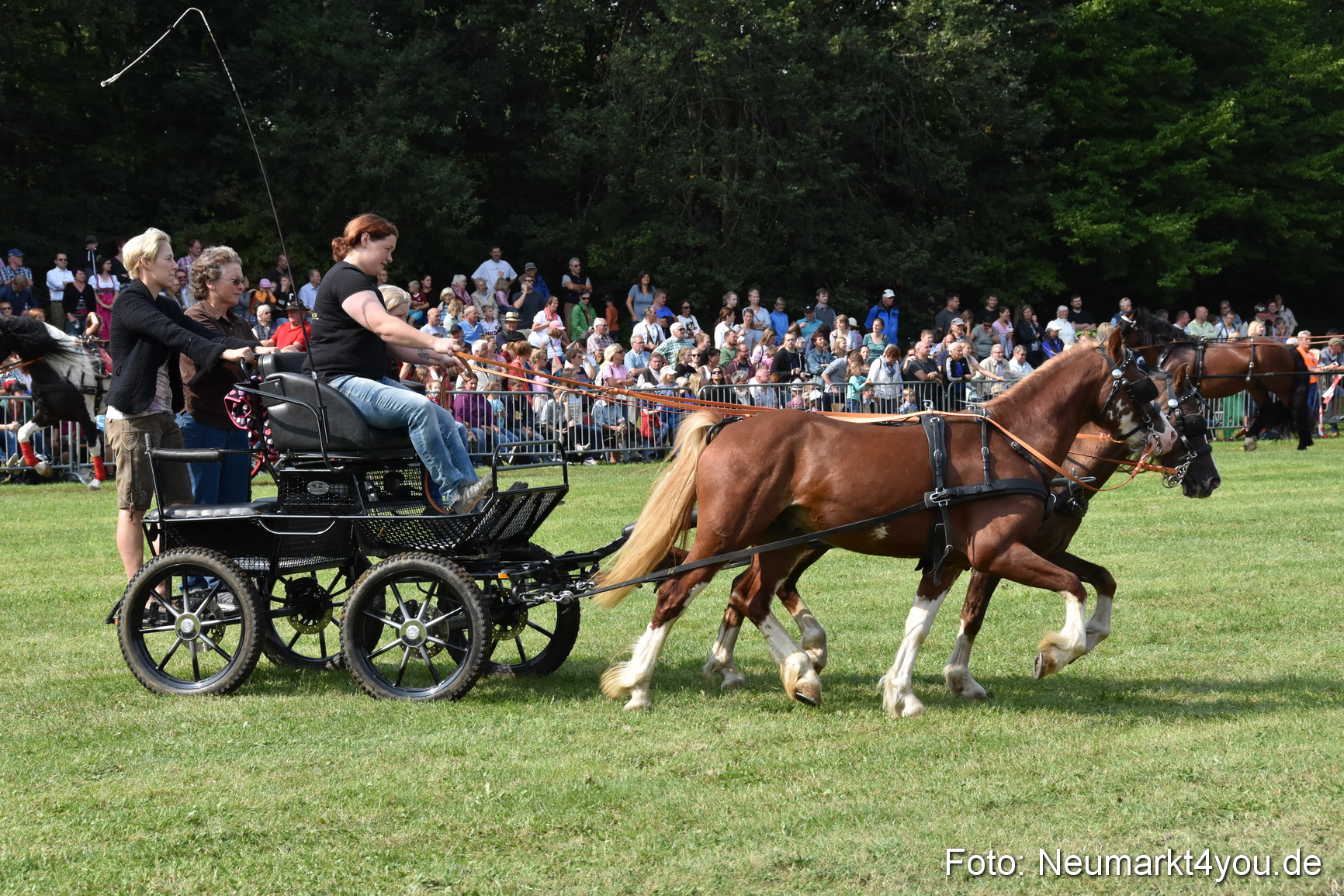 Pferde und Fohlenschau 2017 0243