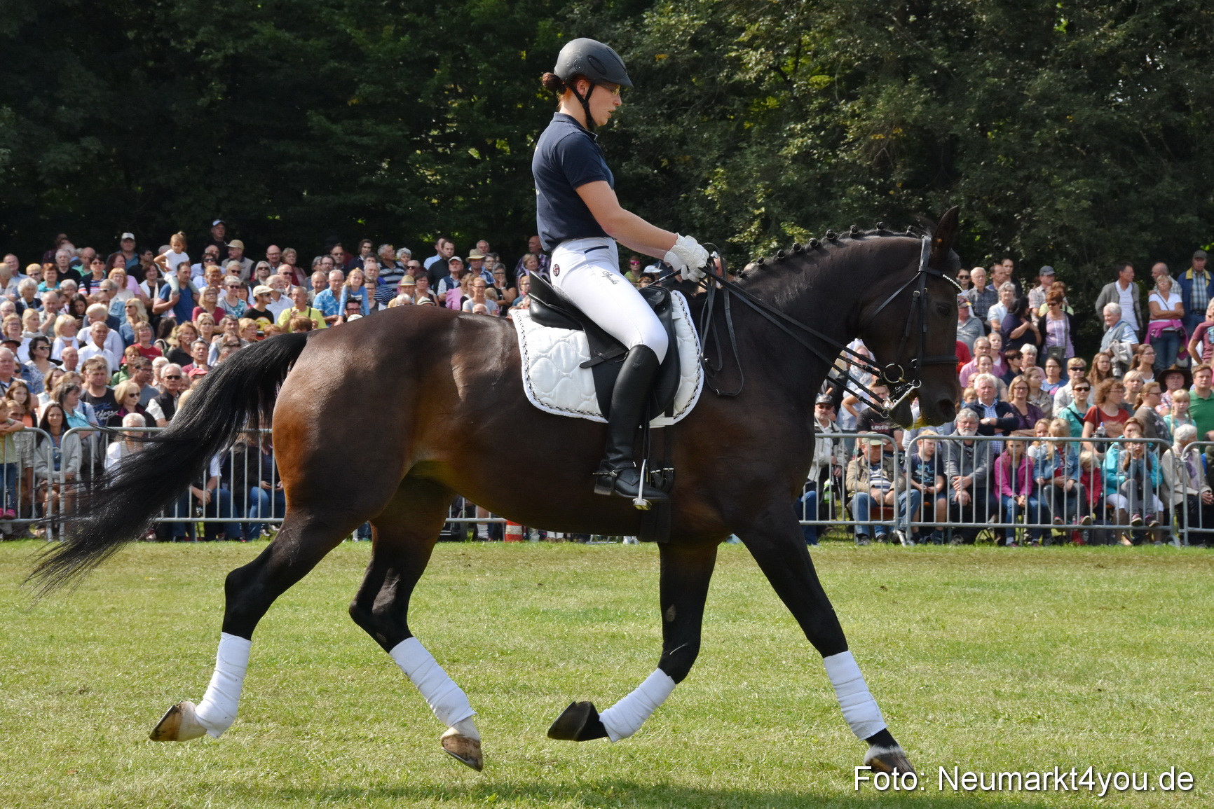 Pferde und Fohlenschau 2017 0253