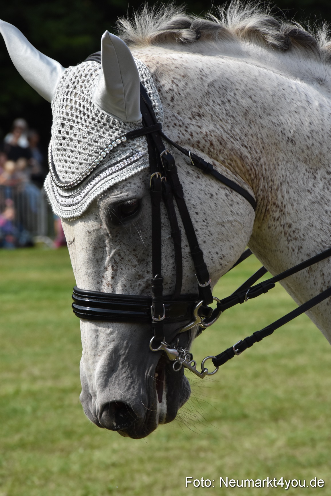 Pferde und Fohlenschau 2017 0268