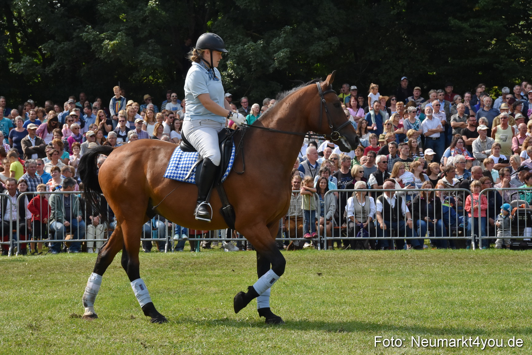 Pferde und Fohlenschau 2017 0269