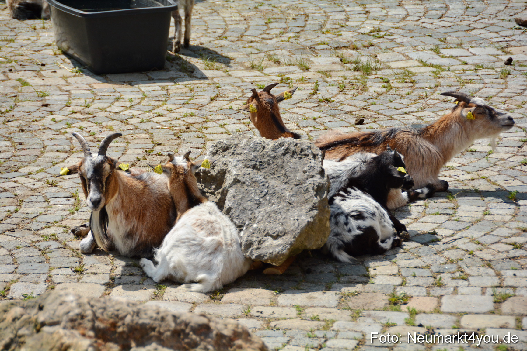 Fruehlingsfest Neumarkt 2018 0116