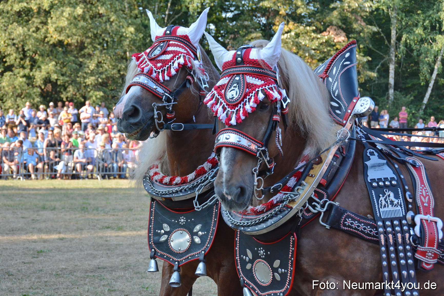 Pferde und Fohlenschau JURA Volksfest 2018 0008