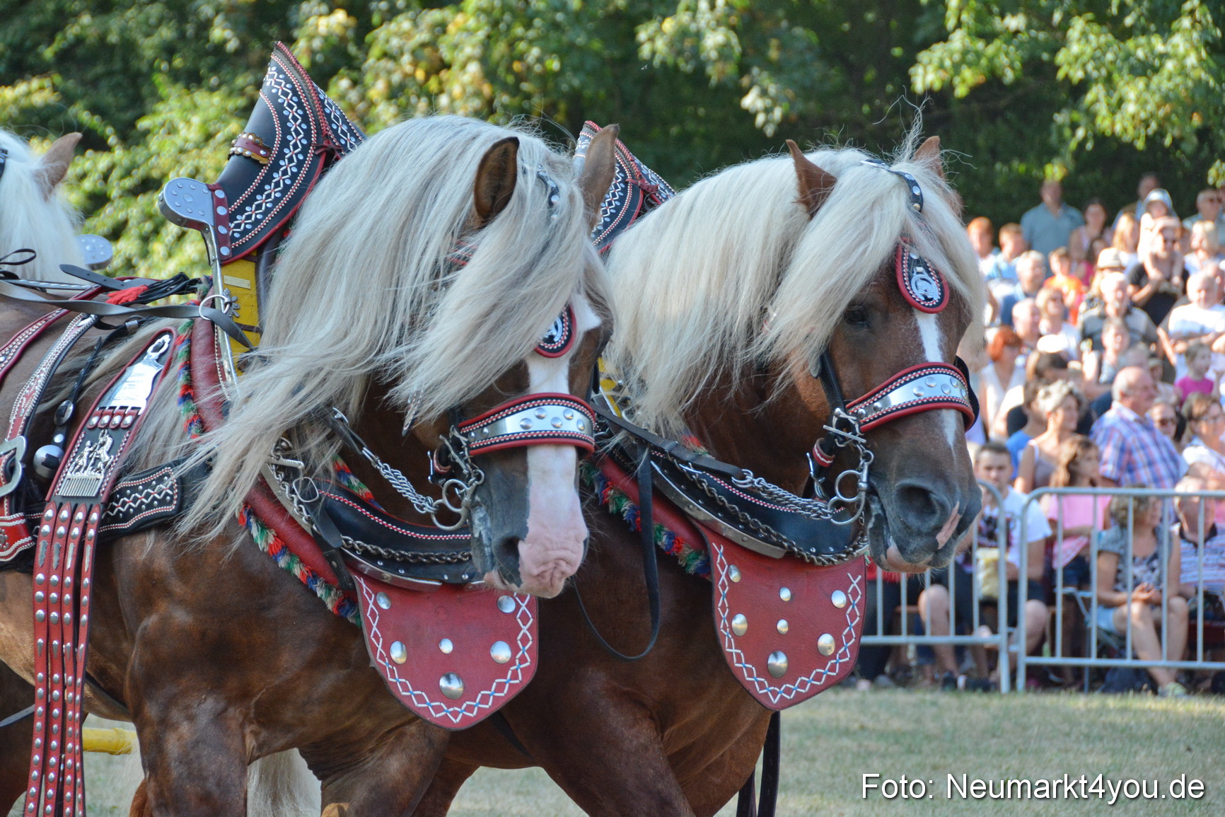 Pferde und Fohlenschau JURA Volksfest 2018 0018