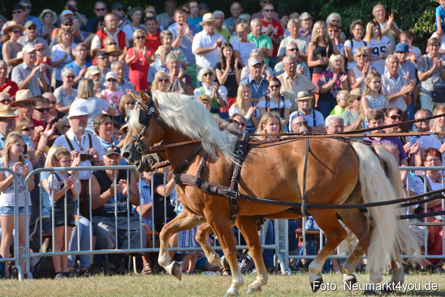 Pferde und Fohlenschau JURA Volksfest 2018 0025