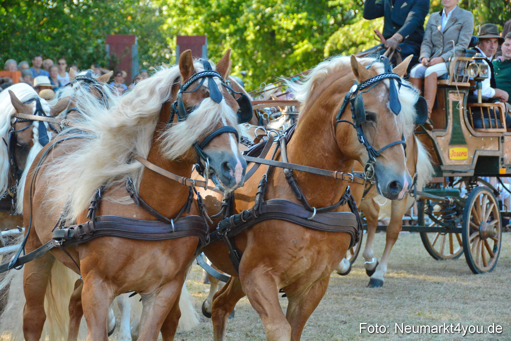 Pferde und Fohlenschau JURA Volksfest 2018 0026