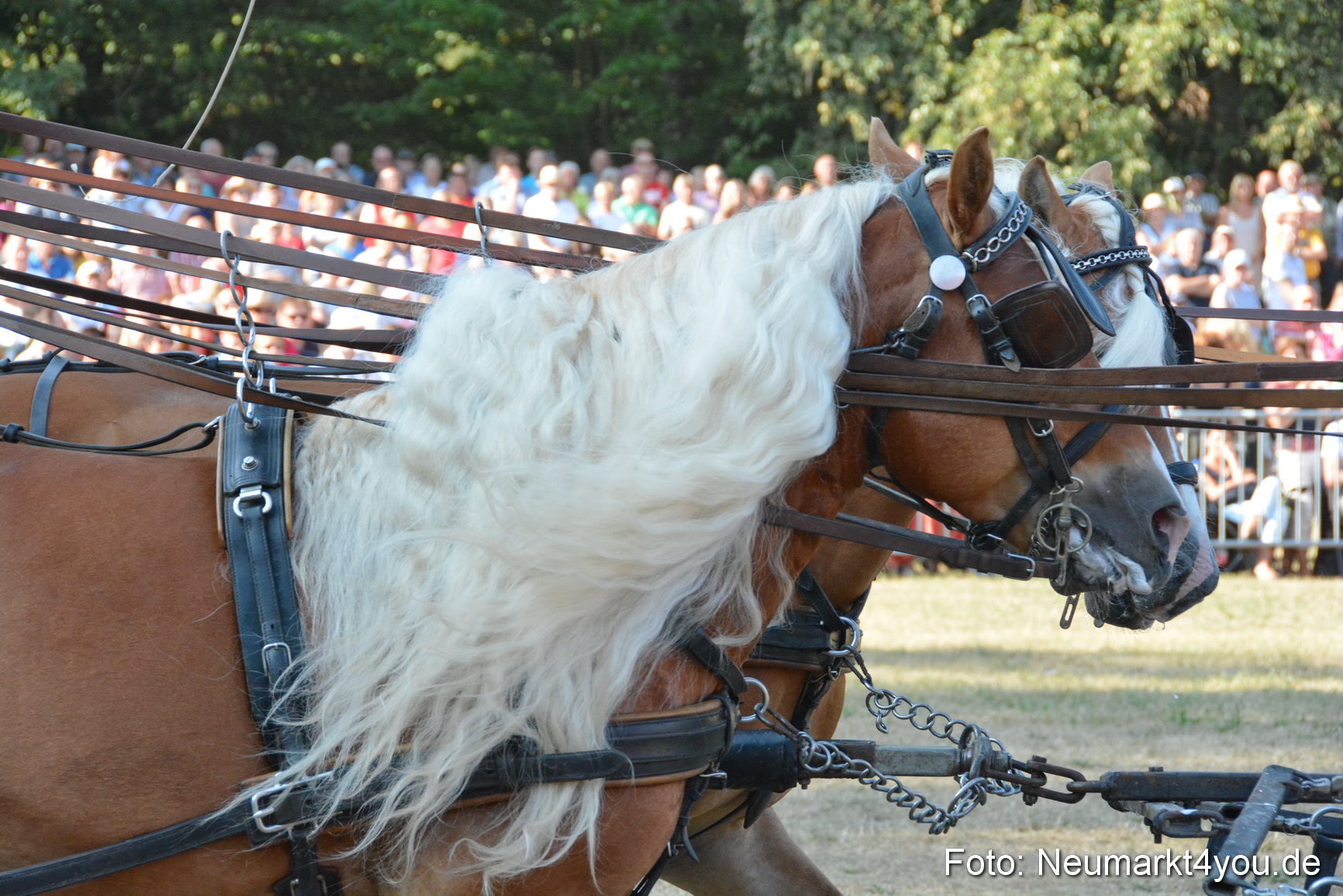 Pferde und Fohlenschau JURA Volksfest 2018 0027