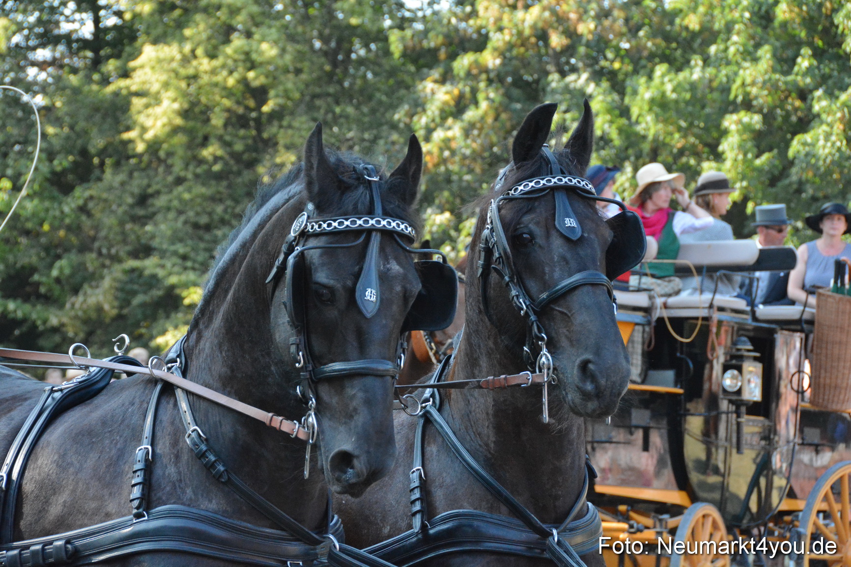 Pferde und Fohlenschau JURA Volksfest 2018 0039