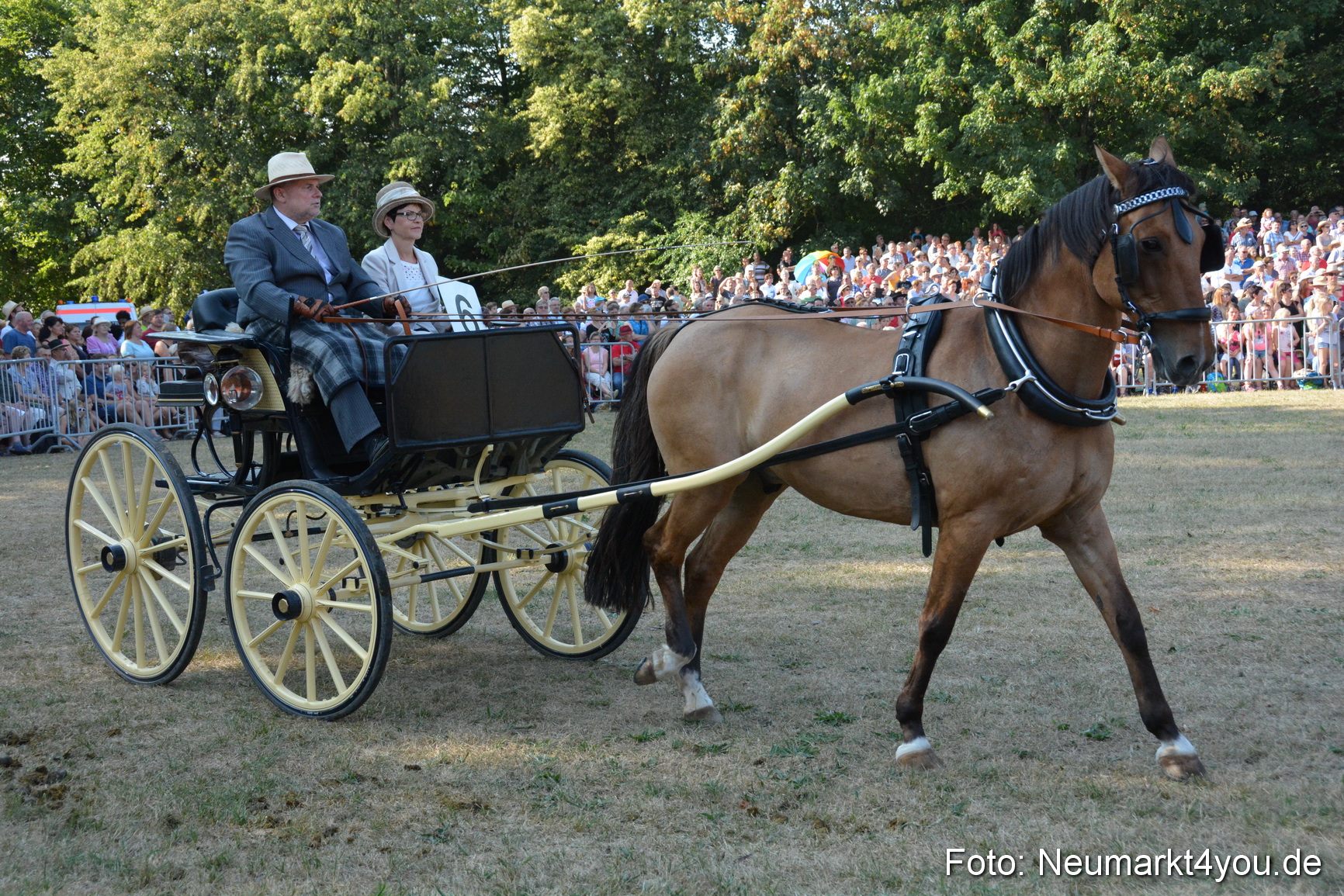 Pferde und Fohlenschau JURA Volksfest 2018 0044