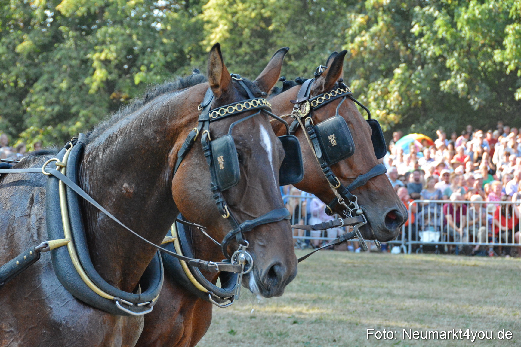 Pferde und Fohlenschau JURA Volksfest 2018 0069