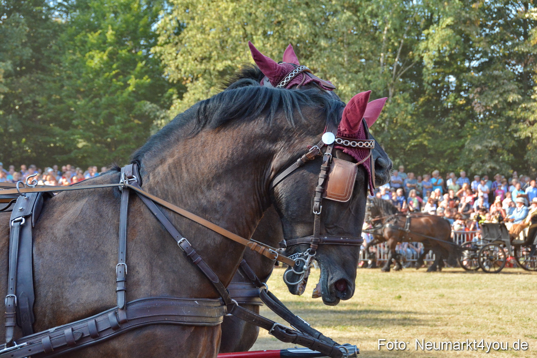 Pferde und Fohlenschau JURA Volksfest 2018 0071