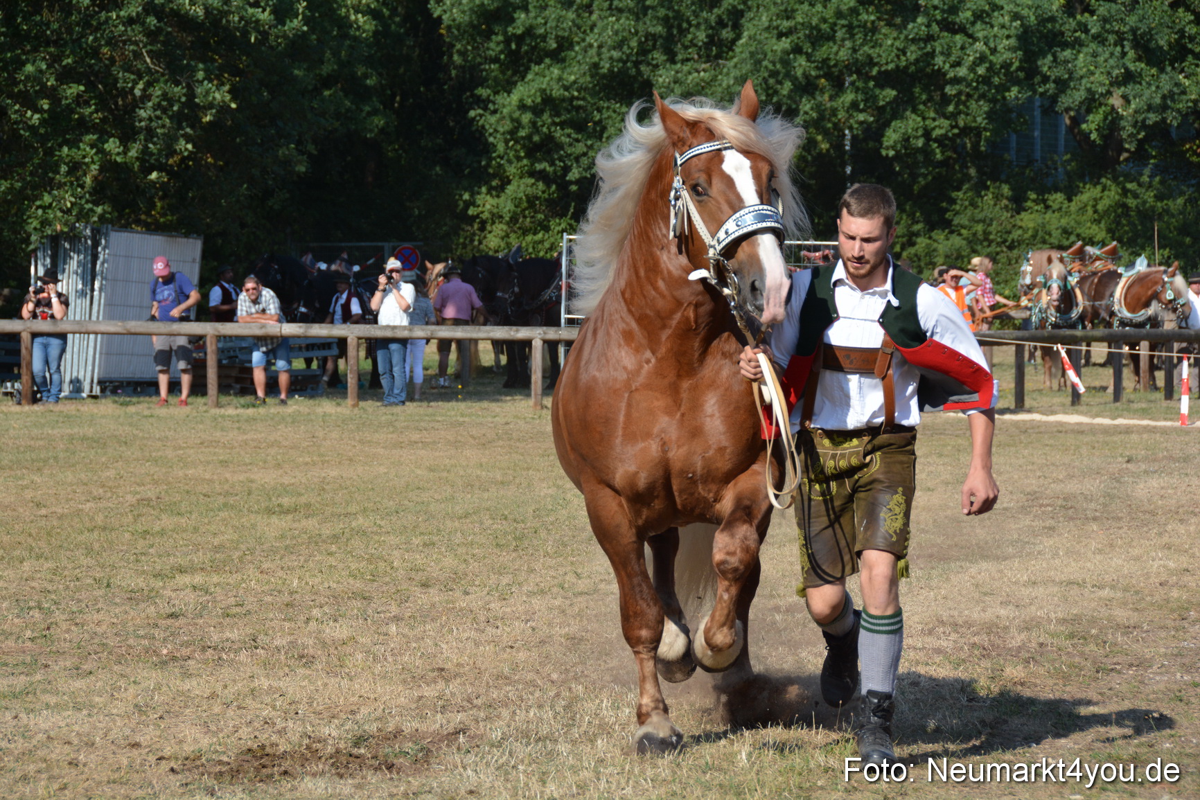 Pferde und Fohlenschau JURA Volksfest 2018 0075