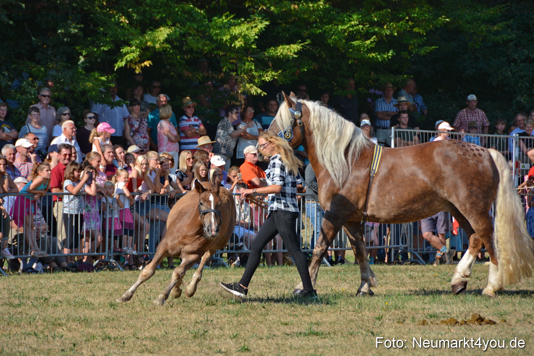 Pferde und Fohlenschau JURA Volksfest 2018 0076