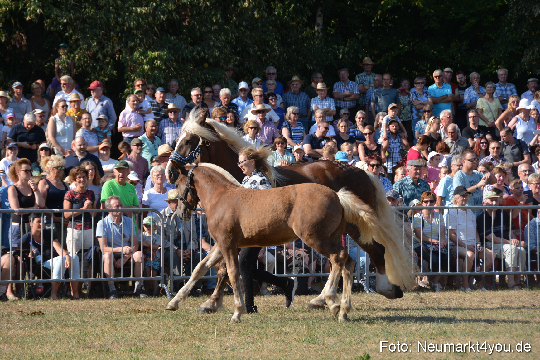 Pferde und Fohlenschau JURA Volksfest 2018 0080