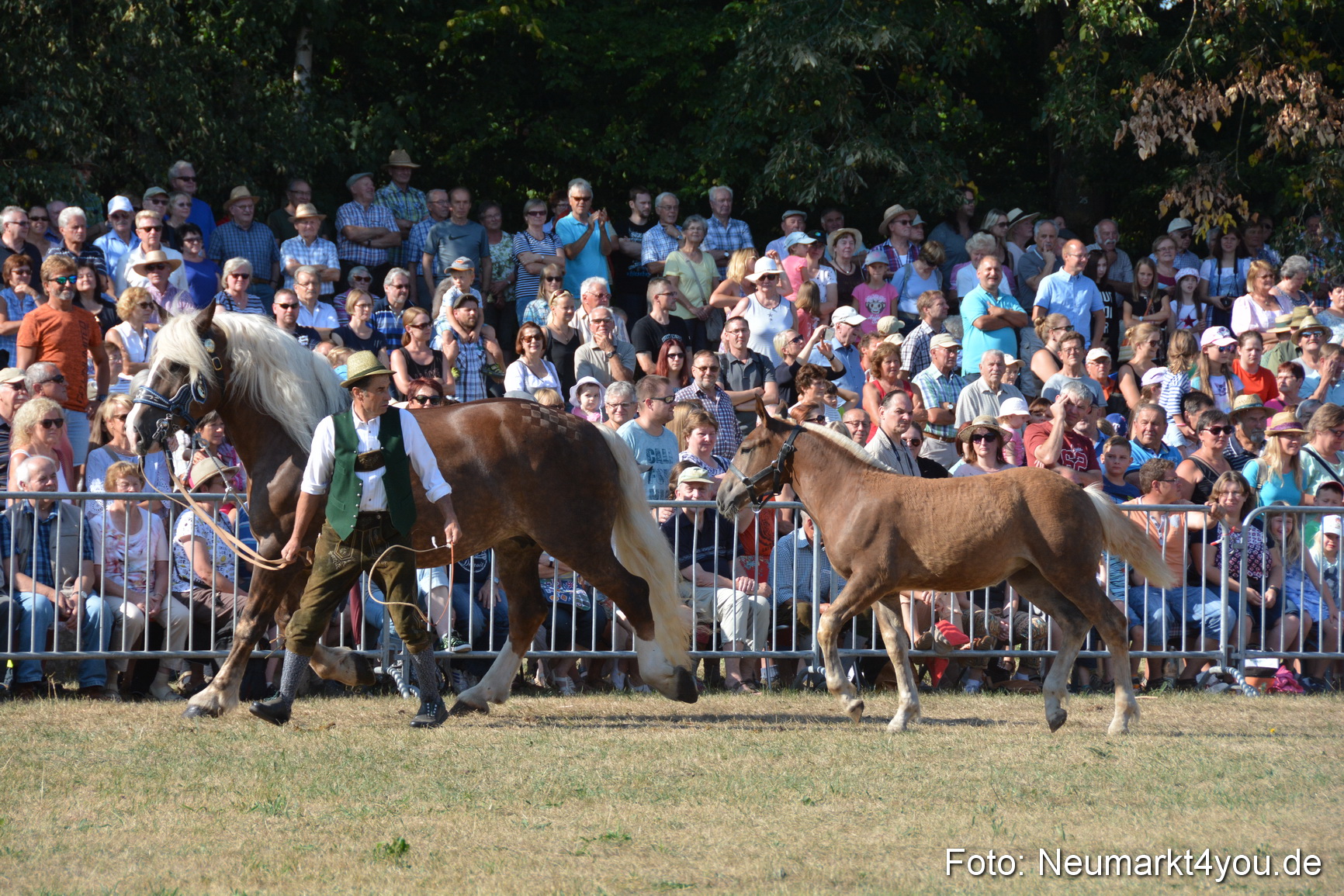 Pferde und Fohlenschau JURA Volksfest 2018 0081