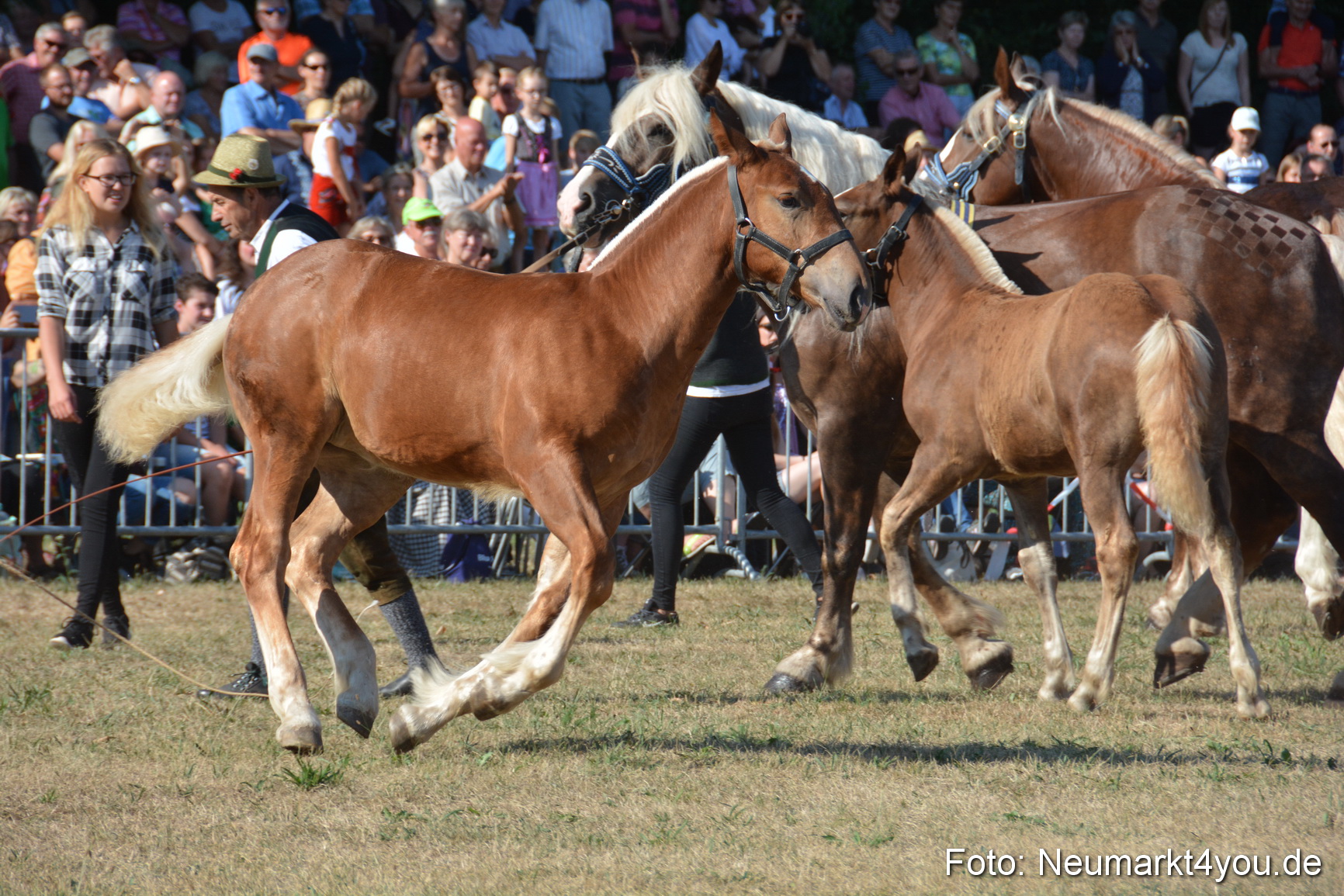Pferde und Fohlenschau JURA Volksfest 2018 0083