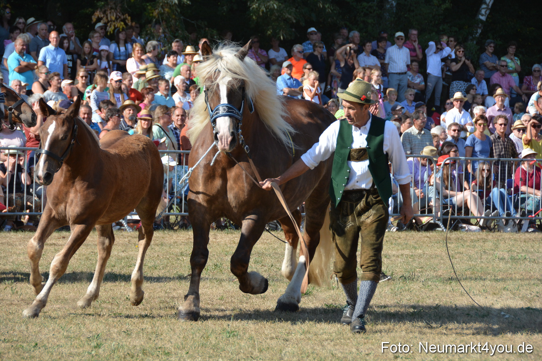 Pferde und Fohlenschau JURA Volksfest 2018 0084