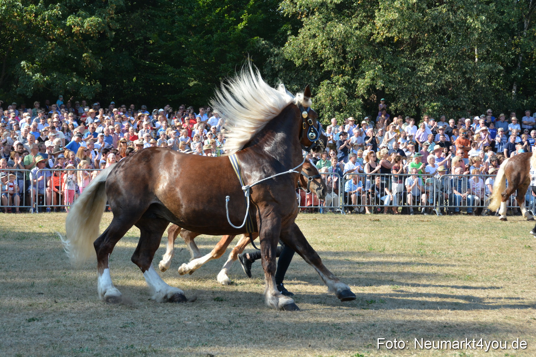 Pferde und Fohlenschau JURA Volksfest 2018 0089