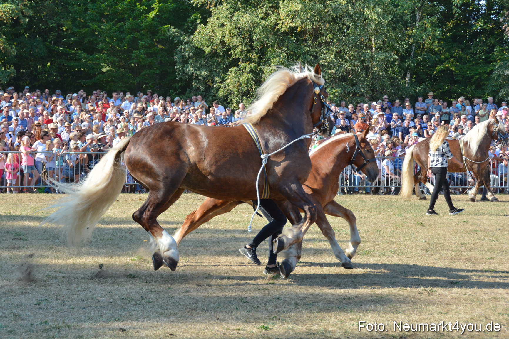 Pferde und Fohlenschau JURA Volksfest 2018 0090