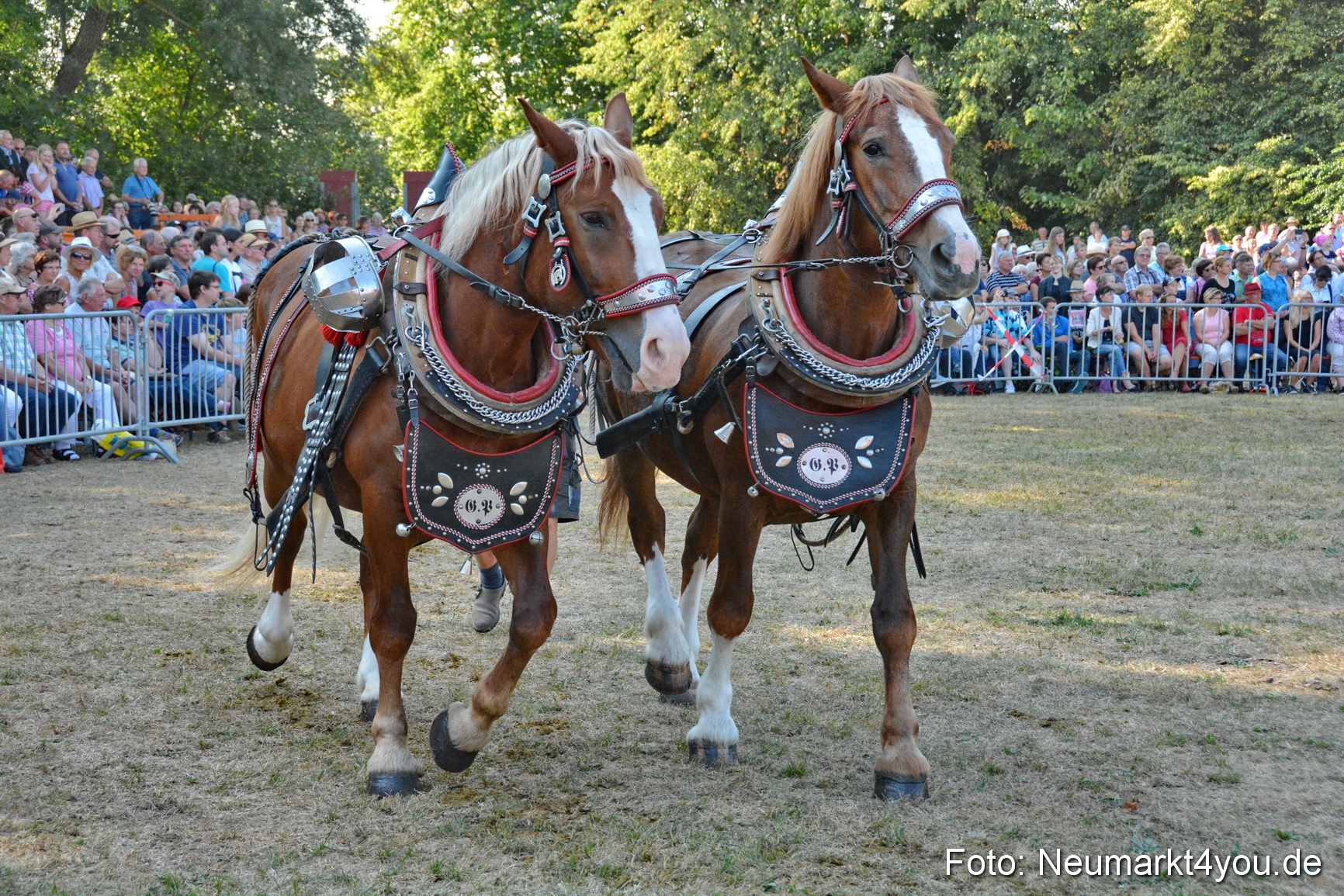 Pferde und Fohlenschau JURA Volksfest 2018 0099