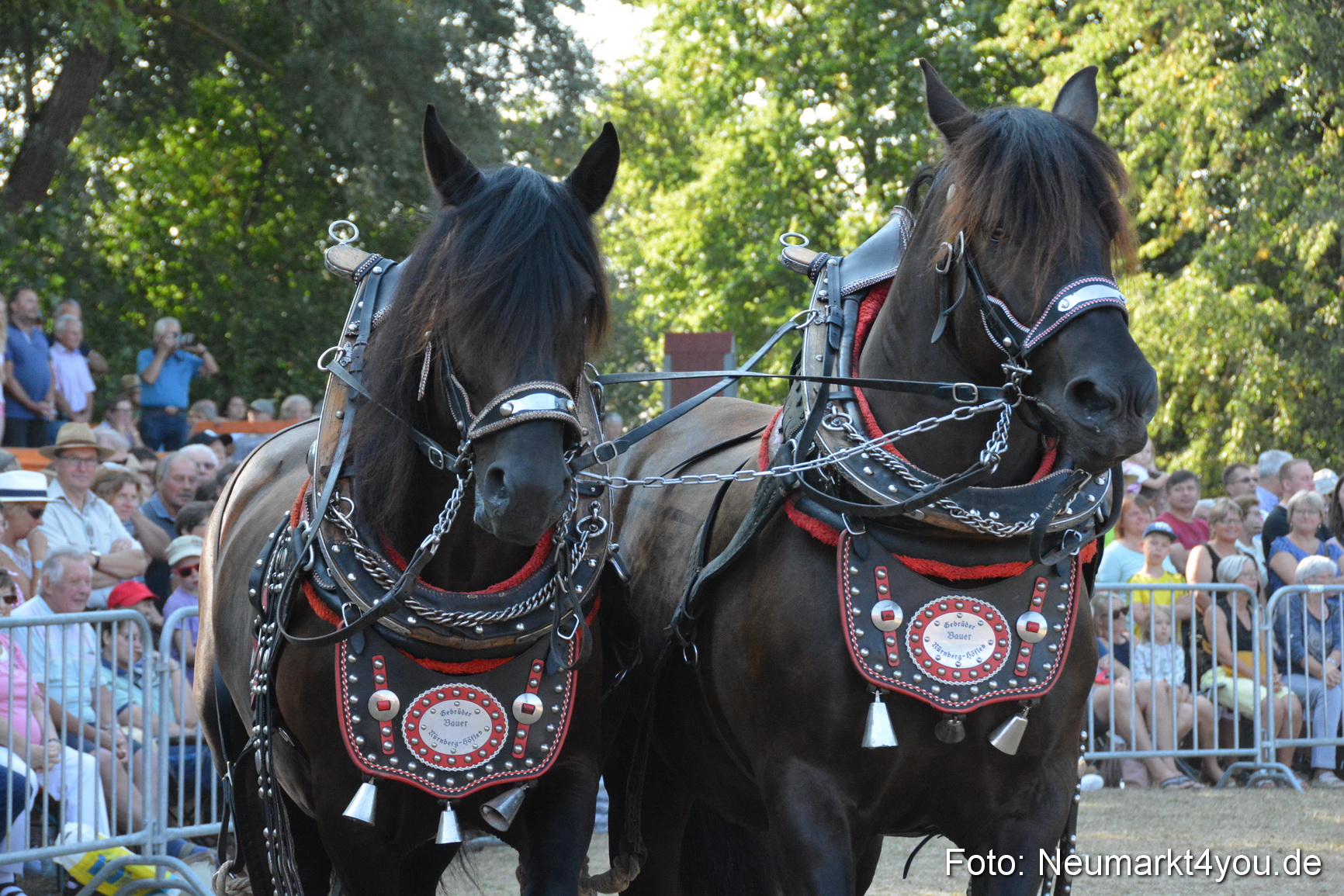 Pferde und Fohlenschau JURA Volksfest 2018 0101