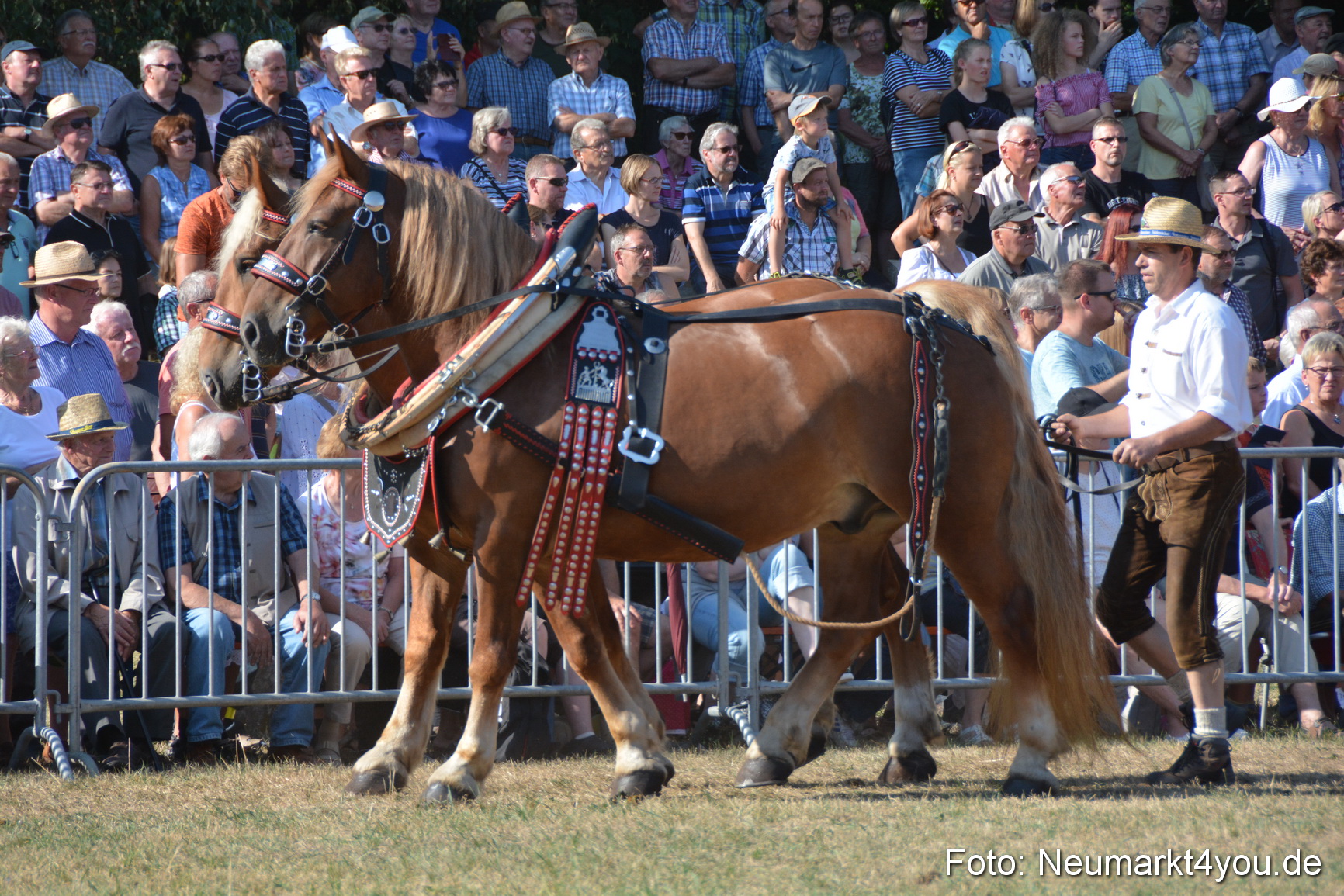 Pferde und Fohlenschau JURA Volksfest 2018 0102