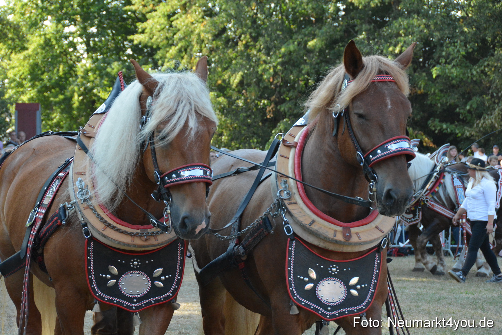 Pferde und Fohlenschau JURA Volksfest 2018 0104