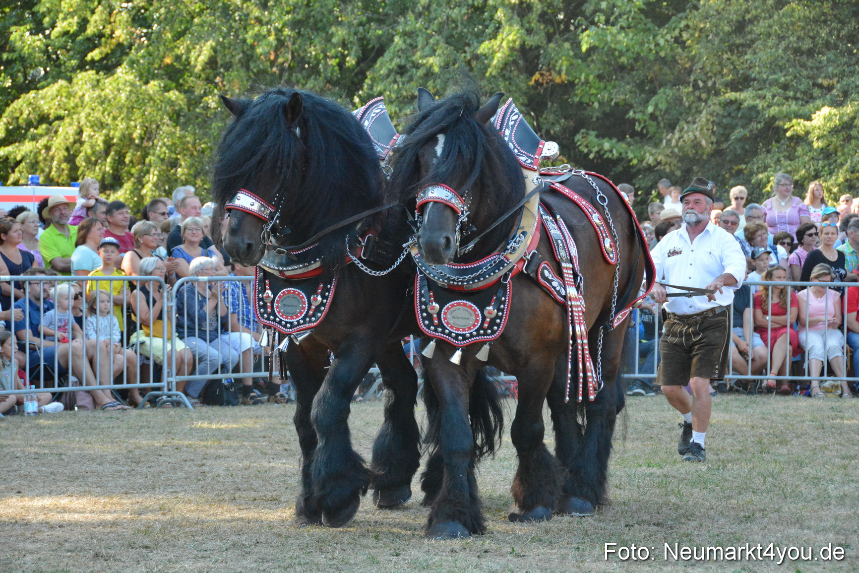 Pferde und Fohlenschau JURA Volksfest 2018 0107