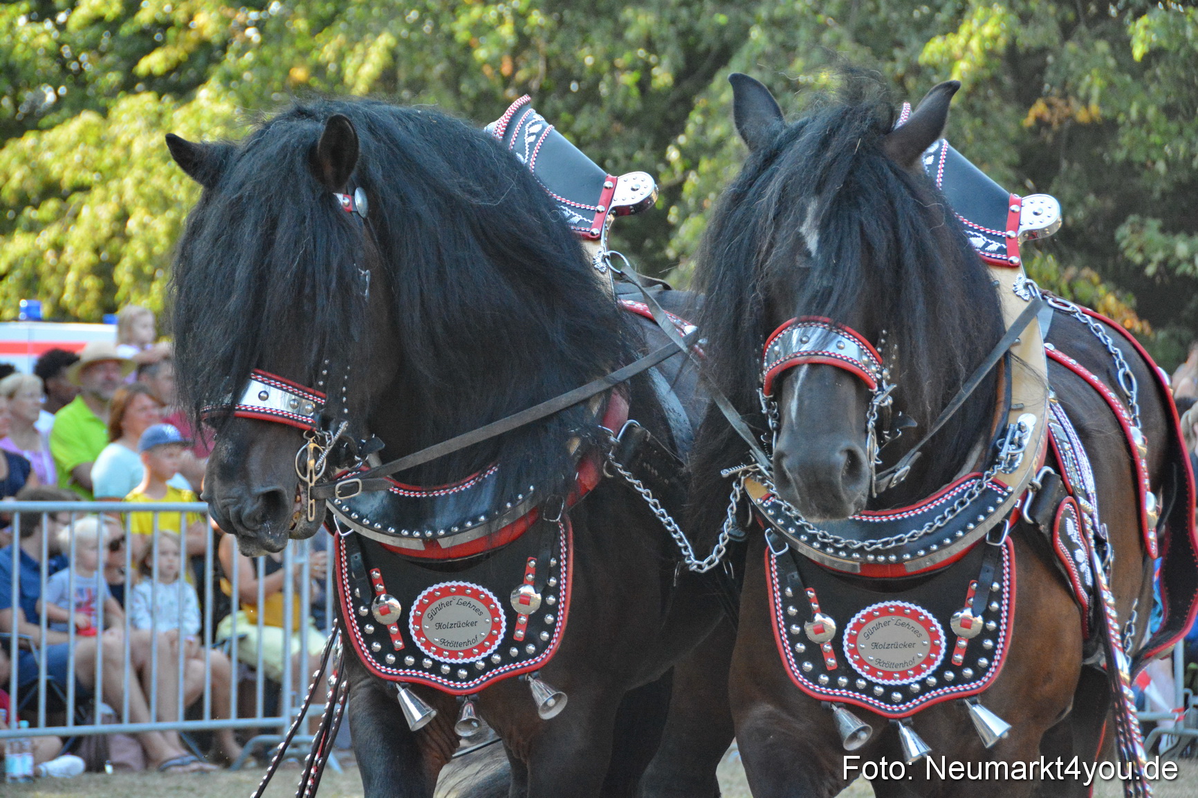 Pferde und Fohlenschau JURA Volksfest 2018 0108