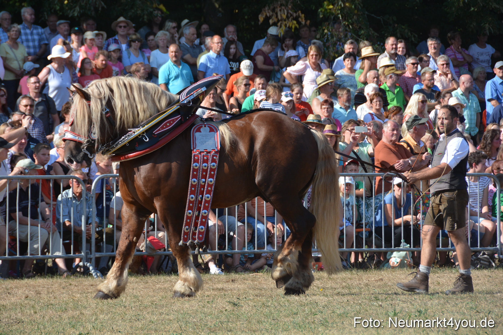 Pferde und Fohlenschau JURA Volksfest 2018 0110